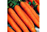 Романс  F1 - морковь, 100 000 семян (1.8-2.0), Nunhems (Нунемс) Голландия фото, цена
